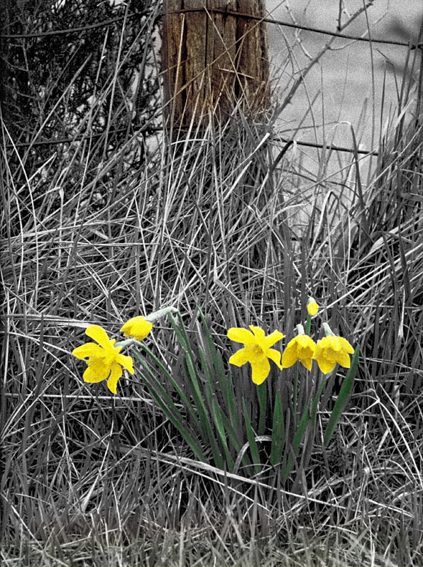 Wild Flowers Defy the Fence