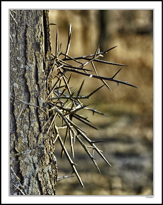 In the Witches' Forest