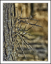 In the Witches' Forest