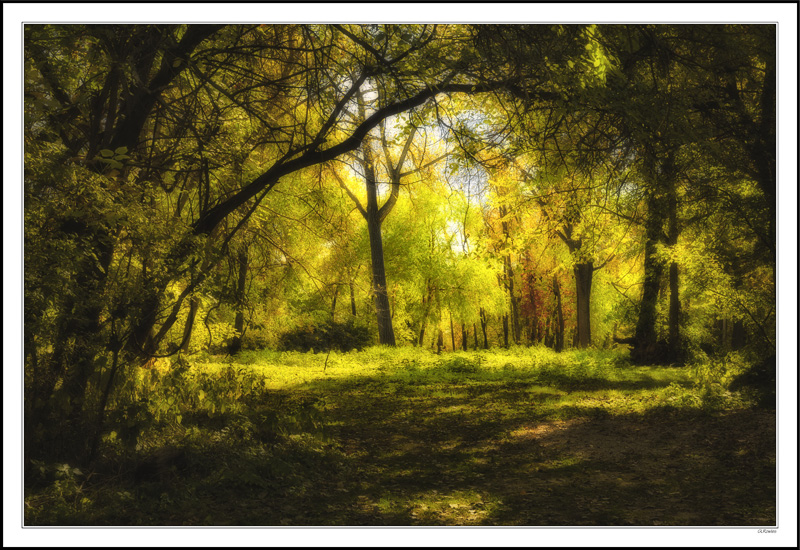 Rapture In A Wooded Grotto