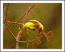 A Gracefully Arched Waxwing