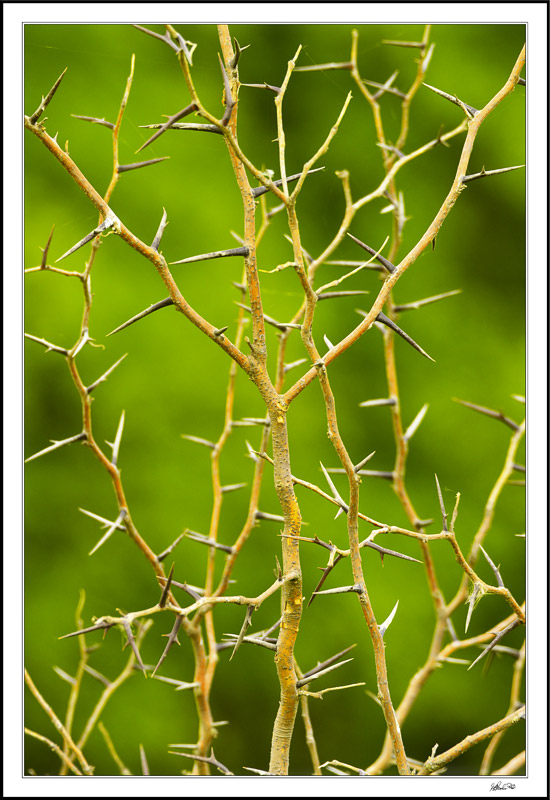 Tree Of Living