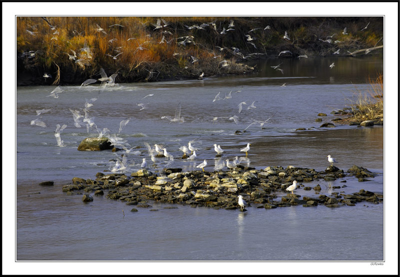 Gathering Gulls