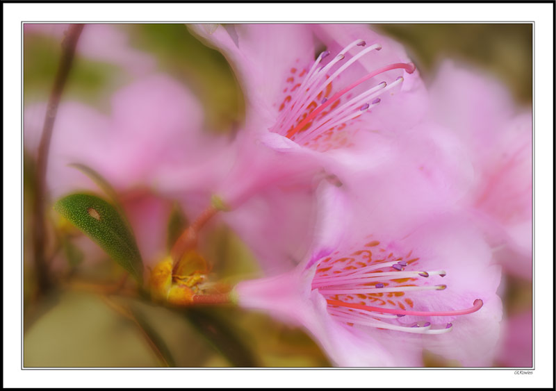 Pink Candy Floss