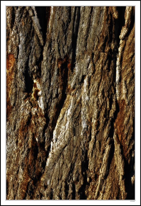 Woven Bark