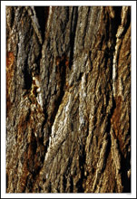 Woven Bark