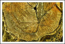 Trunk Fossils