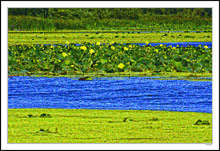 River Lily Pads