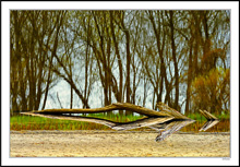 Beached Log Reclines At Shoreline