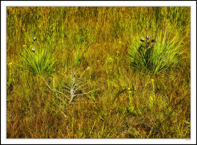 A Skeleton In The Yuccas