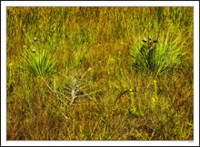 A Skeleton In The Yuccas