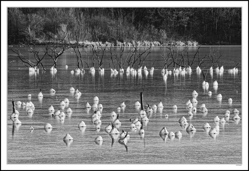 Like Sleeping Gulls Standing On One Leg, Snow Critters