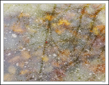 Red Berry Floats Over Frozen Branches