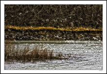 A Gathering Of Gulls