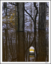 Portal Illusion In A Vernal Pond