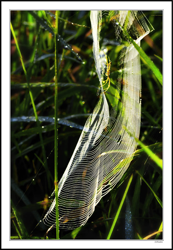 Folded Lace