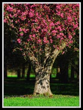 Trunk Full Of Flowers