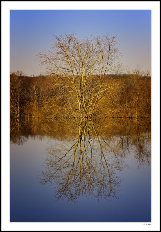 Gold Leaf Branches