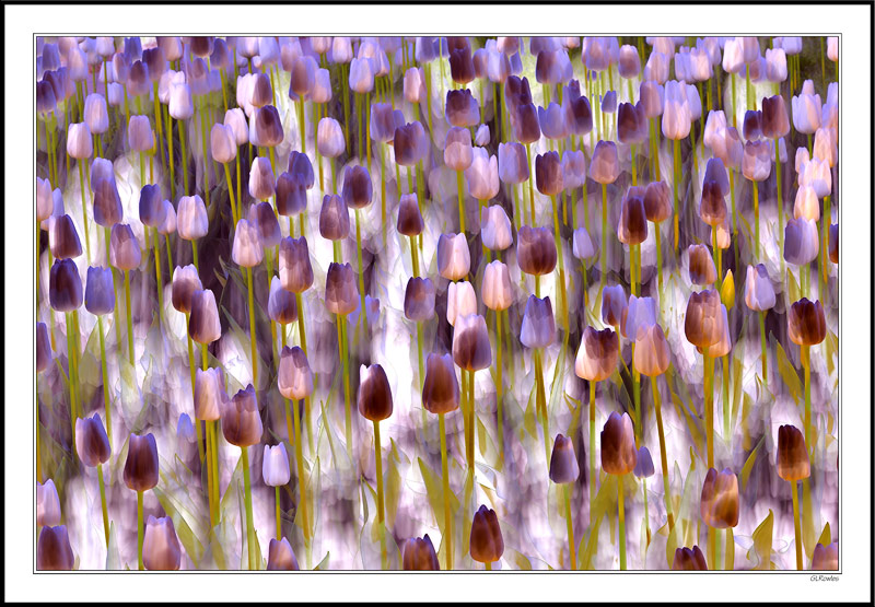 Tulip Garden In Mauve