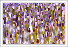 Tulip Garden In Mauve