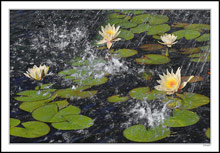 Lotus Flower Shower