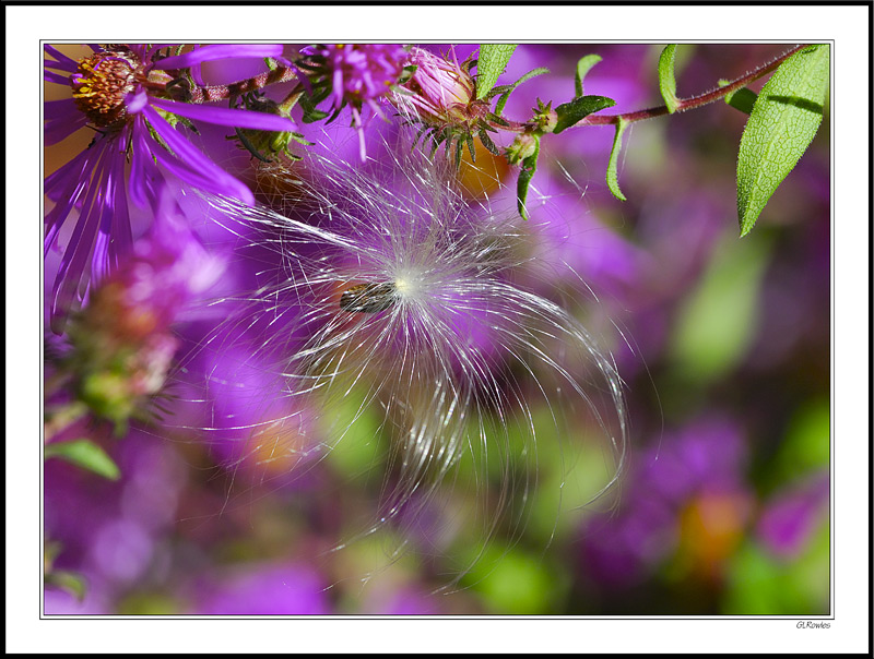 Dancing Whisps Of Light