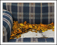 Fall Cushions