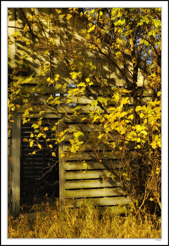 Fall's Lattice Leaves