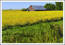 A Century Of Crops