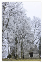 Graying Trees Support Graying Farmstead