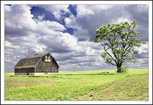 Prairie Life Springs Anew