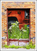 Window Box Garden