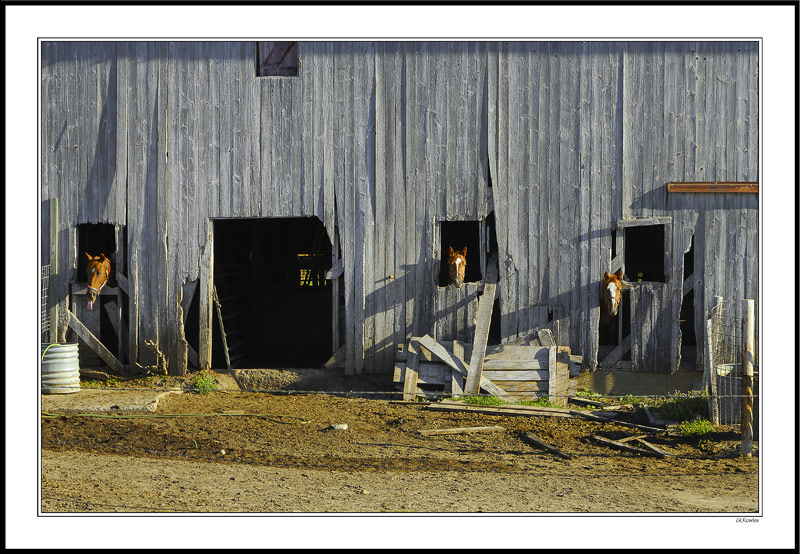 Weathered Barn and One Thirsty Horse