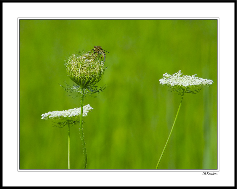 Dragonfly Sips Queen Anne's Nectar