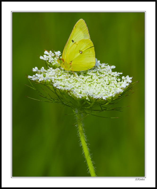 Orange Sulphur Butterfly Sips Queen Anne's Lace