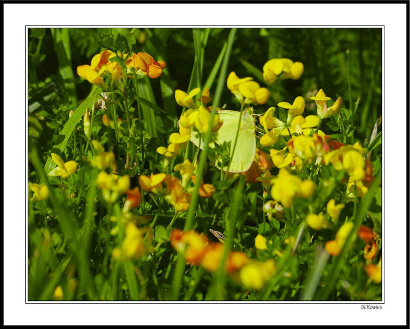 Orange Sulphur Butterfly Explores Birdfoot Deervetch