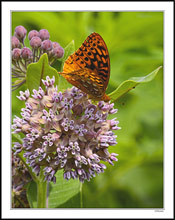 Fritillary Milkweed I