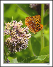 Fritillary Milkweed II