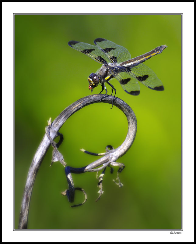 Dragonfly In The Loop