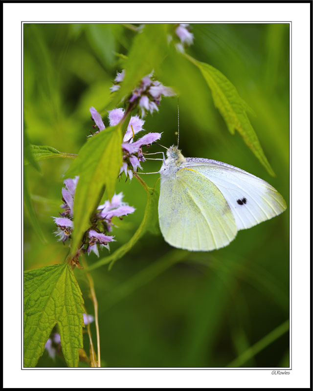 White Cabbage on Purple