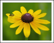 Mating on the Yellow Coneflower