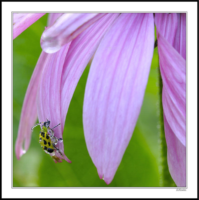 Dew-Soaked Visitor