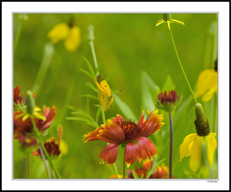 Incoming Yellow Sulphur