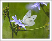Cabbage White Sips Blue Crystal