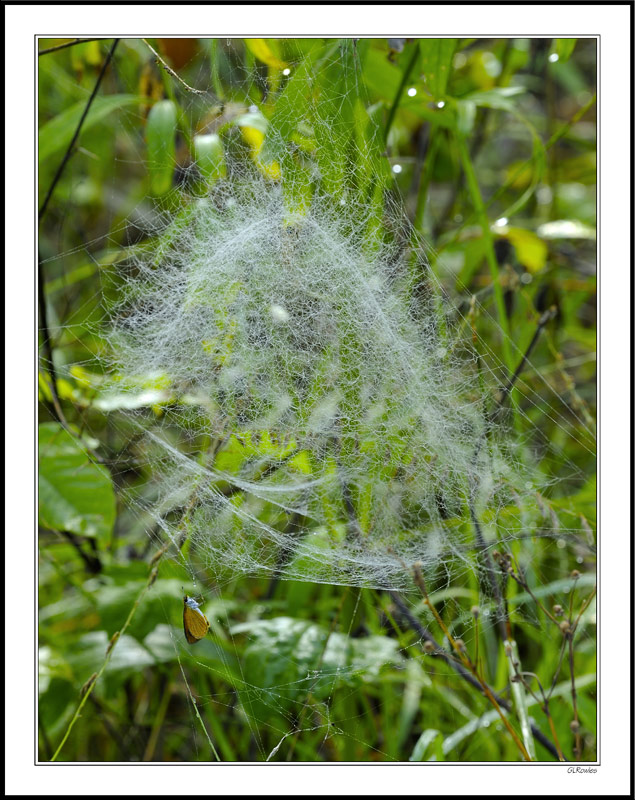 Domed Web Mesmerizes A Vistor