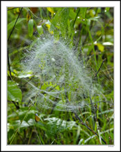 Domed Web Mesmerizes A Vistor