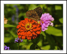 Fritillary Blossom