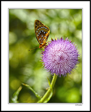 Great Spangled Fritillary Works Round A Thistle