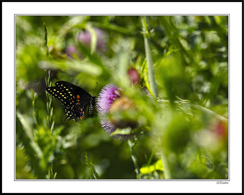 Black Swallowtail in Deep Cover