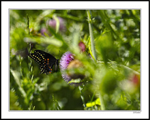 Black Swallowtail in Deep Cover